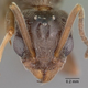 Illustration for article titled These Ants Took Over The World, And We Just Noticed